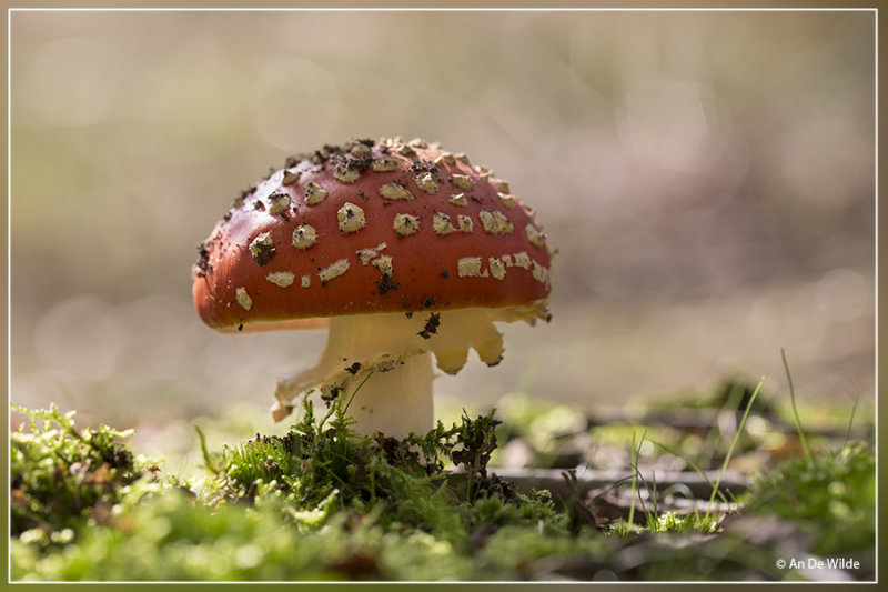 Vliegenzwam - Amanita muscaria