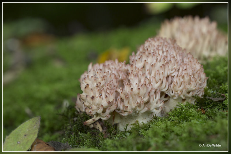 Bloemkoolzwam - Ramaria botrytis 20150928_0771