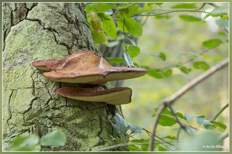 Biefstukzwam - Fistulina hepatica 