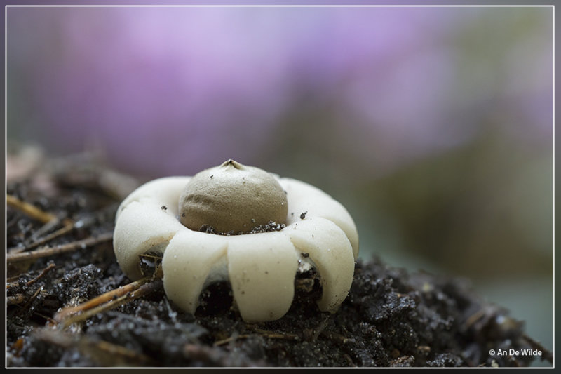 Gewimperde aardster - Geastrum fimbriatum