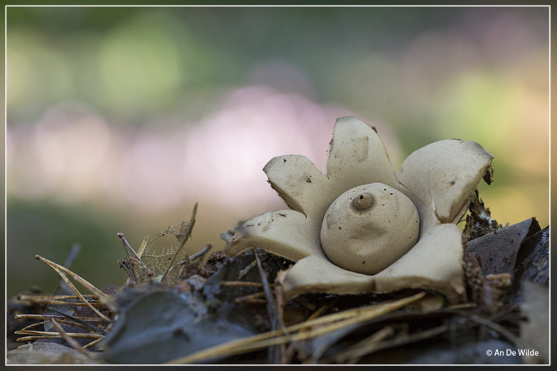 Gekraagde aardster - Geastrum triplex