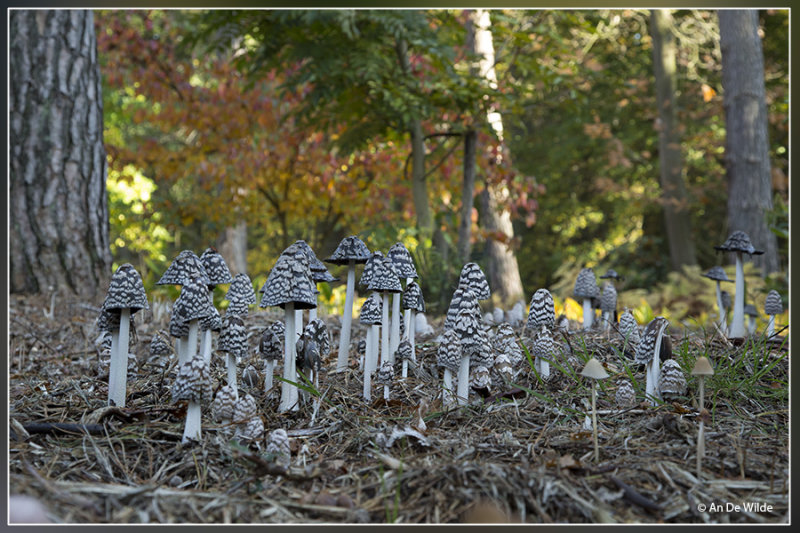  Spechtinktzwam - Coprinopsis picacea