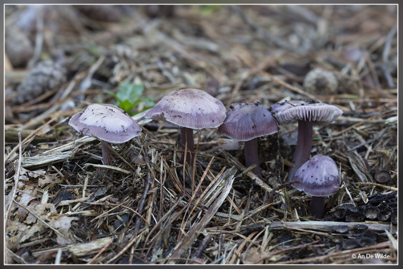 Gewoon elfenschermpje - Mycena pura