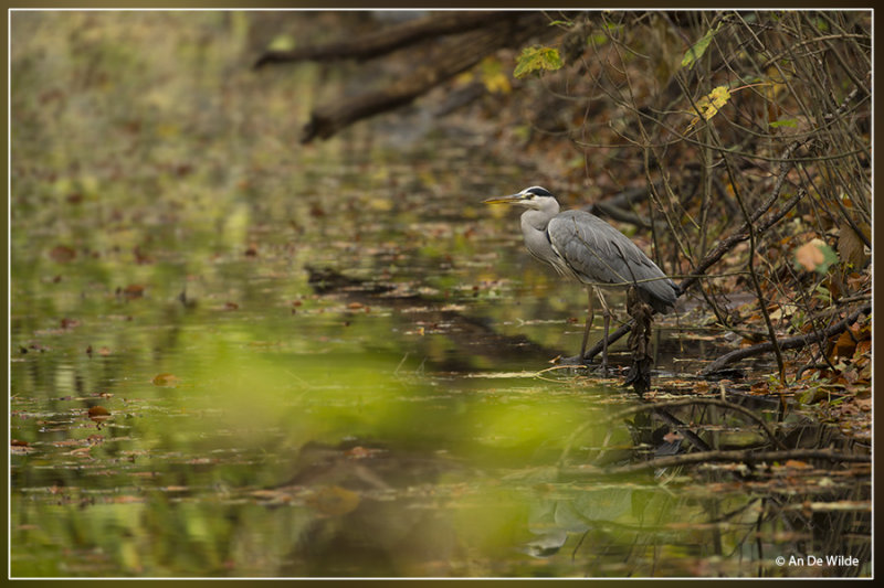 Blauwe Reiger - Ardea cinerea