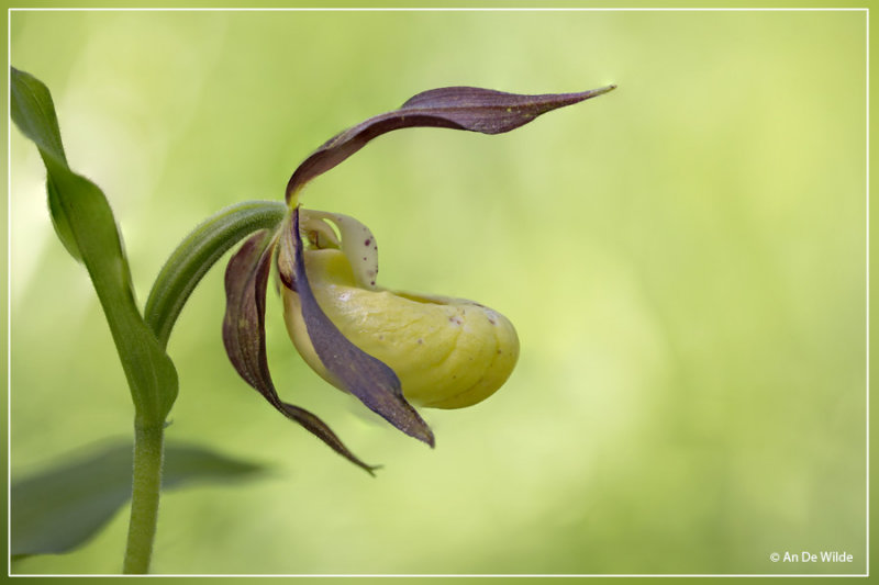 Vrouwenschoentje - Cypripedium calceolus