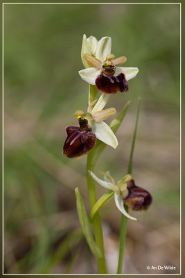 De spinnenorchis - Ophrys sphegodes