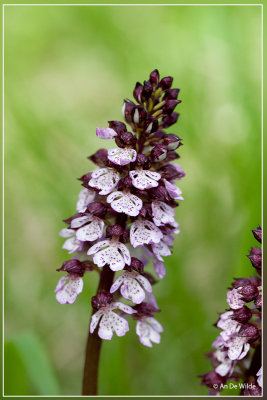 Purperorchis (Bruine orchis) - Orchis purpurea