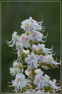 Witte paardenkastanje - Aesculus hippocastanum