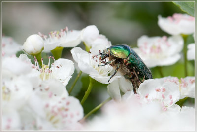 Gouden tor - Cetonia aurata