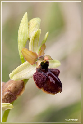 spinnenorchis - Ophrys sphegodes