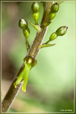 Grote keverorchis - Neottia ovata