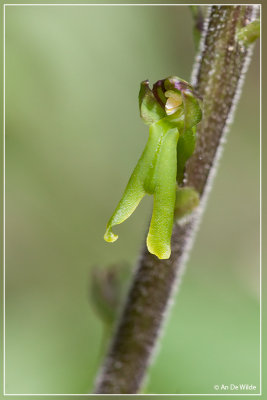 Grote keverorchis - Neottia ovata