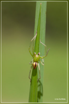 Groene Jachtspin - Micrommata virescens