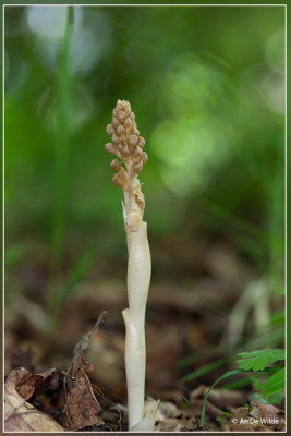 Vogelnestorchis - Neottia nidus-avis