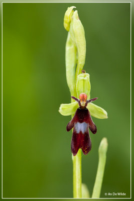 Vliegenorchis - Ophrys insectifera