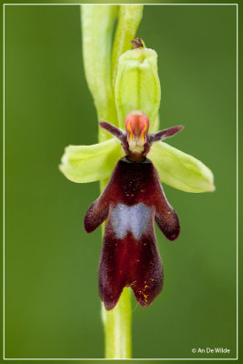  Vliegenorchis - Ophrys insectifera 
