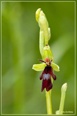 Vliegenorchis - Ophrys insectifera 