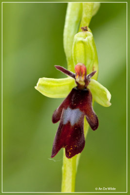 Vliegenorchis - Ophrys insectifera 