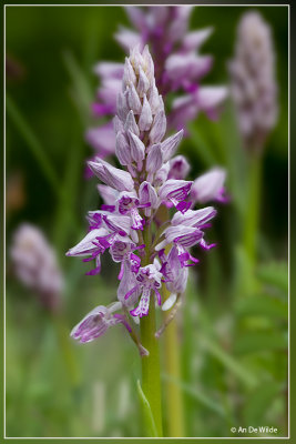 Soldaatje - Orchis militaris