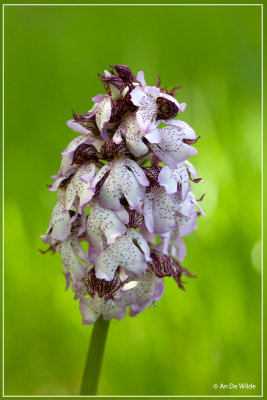Purperorchis (bruine orchis) - Orchis purpurea