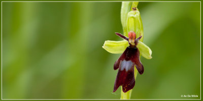 Vliegenorchis - Ophrys insectifera 