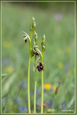 Vliegenorchis - Ophrys insectifera 