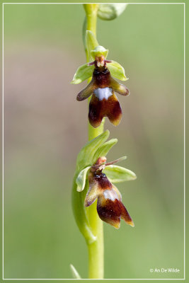 Vliegenorchis - Ophrys insectifera 