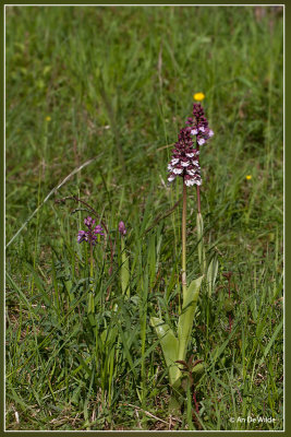 Purperorchis (bruine orchis) - Orchis purpurea