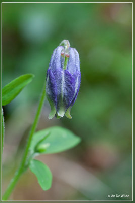 Wilde akelei - Aquilegia vulgaris L.