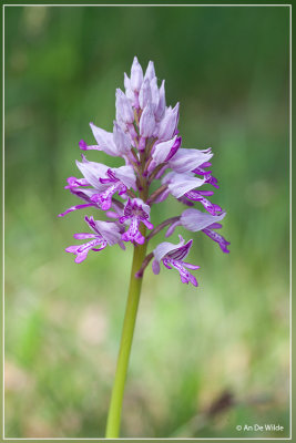 Soldaatje - Orchis militaris