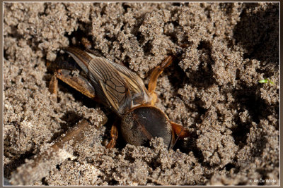 Veenmol - Gryllotalpa gryllotalpa