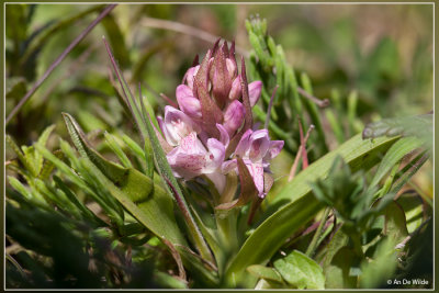 Vleeskleurige orchis - Dactylorhiza incarnata