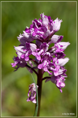 Soldaatje - Orchis militaris