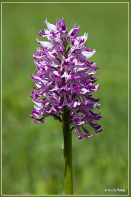 Aapjesorchis - Orchis simia