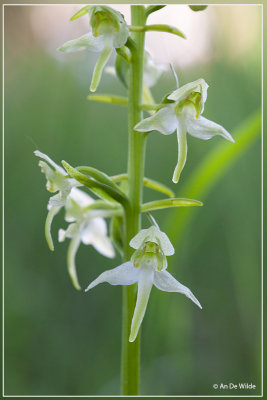 Bergnachtorchis - Platanthera chlorantha