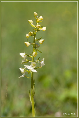 Bergnachtorchis - Platanthera chlorantha