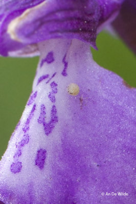 Harlekijn - Orchis morio + eitje van ?