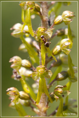 Grote keverorchis - Neottia ovata