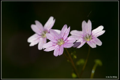 Roze winterpostelein - Claytonia sibirica