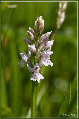 Bosorchis - Dactylorhiza fuchsii 