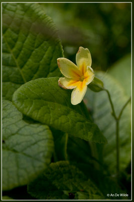 Stengelloze sleutelbloem - Primula vulgaris