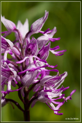 Aapjesorchis - Orchis simia