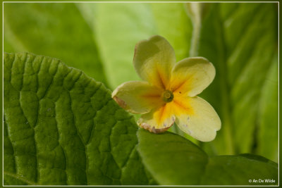 Stengelloze sleutelbloem - Primula vulgaris