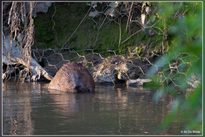 Europese Bever - Castor fiber