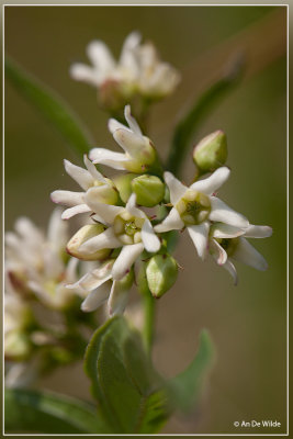 Witte engbloem - Vincetoxicum hirundinaria