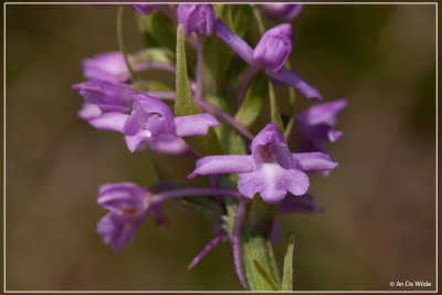 Grote muggenorchis - Gymnadenia conopsea