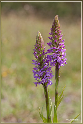 Grote muggenorchis - Gymnadenia conopsea