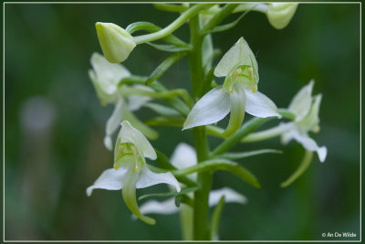 Bergnachtorchis - Platanthera chlorantha