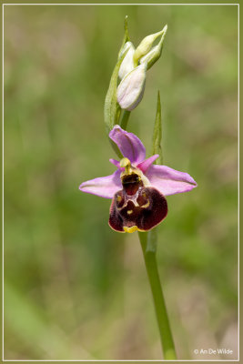 Hommelorchis - Ophrys fuciflora 