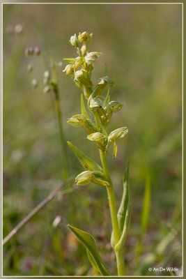 Groene nachtorchis - Dactylorhiza viridis